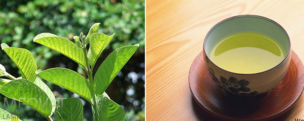 Lá ổi chữa bệnh tiểu đường
